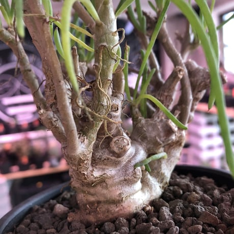 othonna protecta《L size》※現地球発根済株※今後輸入が厳しく流通少ない美しいプロテクタ‼︎サイズもbigな良株※mad black bowl pot植え