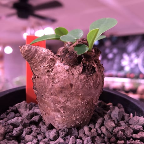 euphorbia  itremensis 《S size》まん丸株※現地球発根済株※店主国内管理2年株※個体差激しい樹形とmad感な表皮‼︎まん丸さが堪らない※mad black pot植え