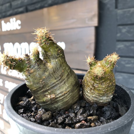 pachypodium gracilius《M size》※現地球株発根済※希少‼︎w-he'd＆極green肌で愛らしいぼってり樹形※black pot植え