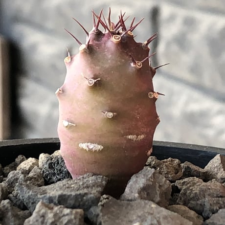 euphorbia  pachypodioides《S size 》※littmon seed🌱※まだまだ小振りが故に今後の成長過程をより感じられる一株※mad black pot植え
