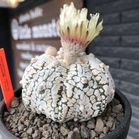 astrophytum asterias var.スーパー兜　V-type《L size》※店主国内管理4年株※ビッグで白肌が堪らない希少V-type‼︎※mad black bowl pot植え
