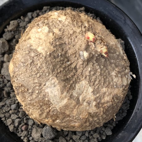 adenia ovata《L size》激希少種※現地球発根後店主国内管理7年株※恐竜の🥚卵かの如く‼︎味深き装いの希少種※信楽陶器鉢植え