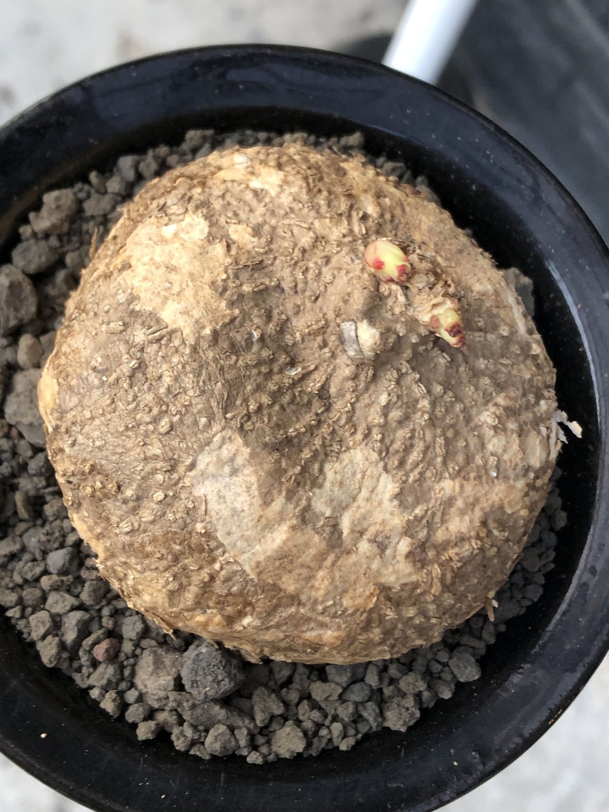 adenia ovata《L size》激希少種※現地球発根後店主国内管理7年株※恐竜 