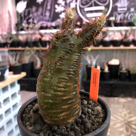 packypodium   makayense《大きめS size》※現地球発根済株※大変ハッキリとしたグリーン肌にマカイらしい赤棘株※mad black bowl pot植え