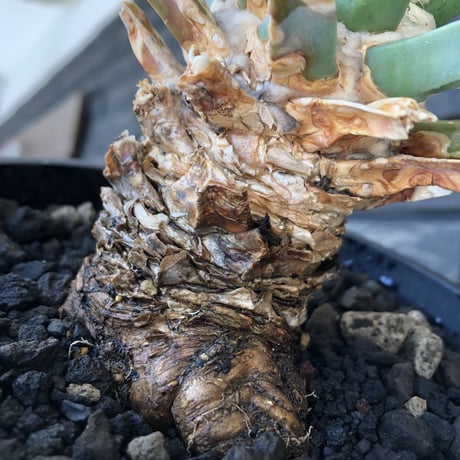 leuchtenbergia  principis 晃山《LL size》大株※現地球株発根済※極太幹を持ち年代物なため極めてワイルドな一株‼︎※mad black bowl pot植え