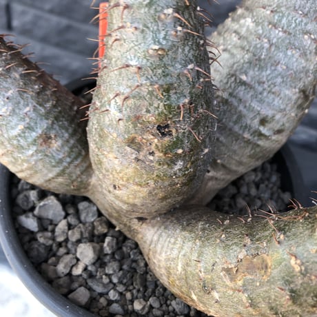 packypodium  gracilius《L size》希少4分頭株※現地球発根済株※店主国内管理3年株※極めて美しい肌質と最高樹形balance‼︎※mad black bowl pot植え
