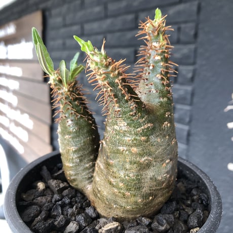 pachypodium  gracilius《M size》希少‼︎ニ頭枝w-he'd＆極green肌株※現地球発根後店主国内管理2年株※極green肌良樹形双頭株※mad black pot植え