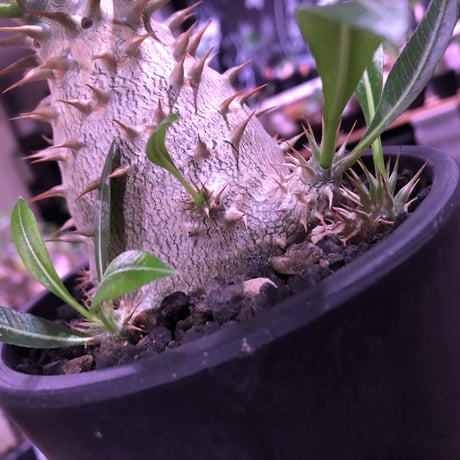 packypodium  horombense  littmon seed🌱《L size》※たっぷり水飲み年月をかけ作り込んだ特大リトモン実生ホロン‼︎※オススメ株※mad black pot植え
