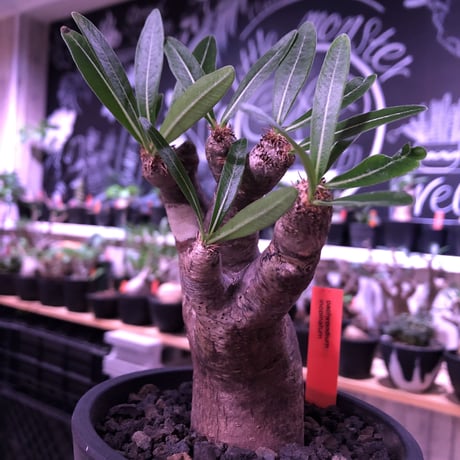 packypodium  inopinatum《M size》※現地球発根済株※繊細な葉を持ち自己主張強き樹形の希少高きイノピ※mad black pot植え