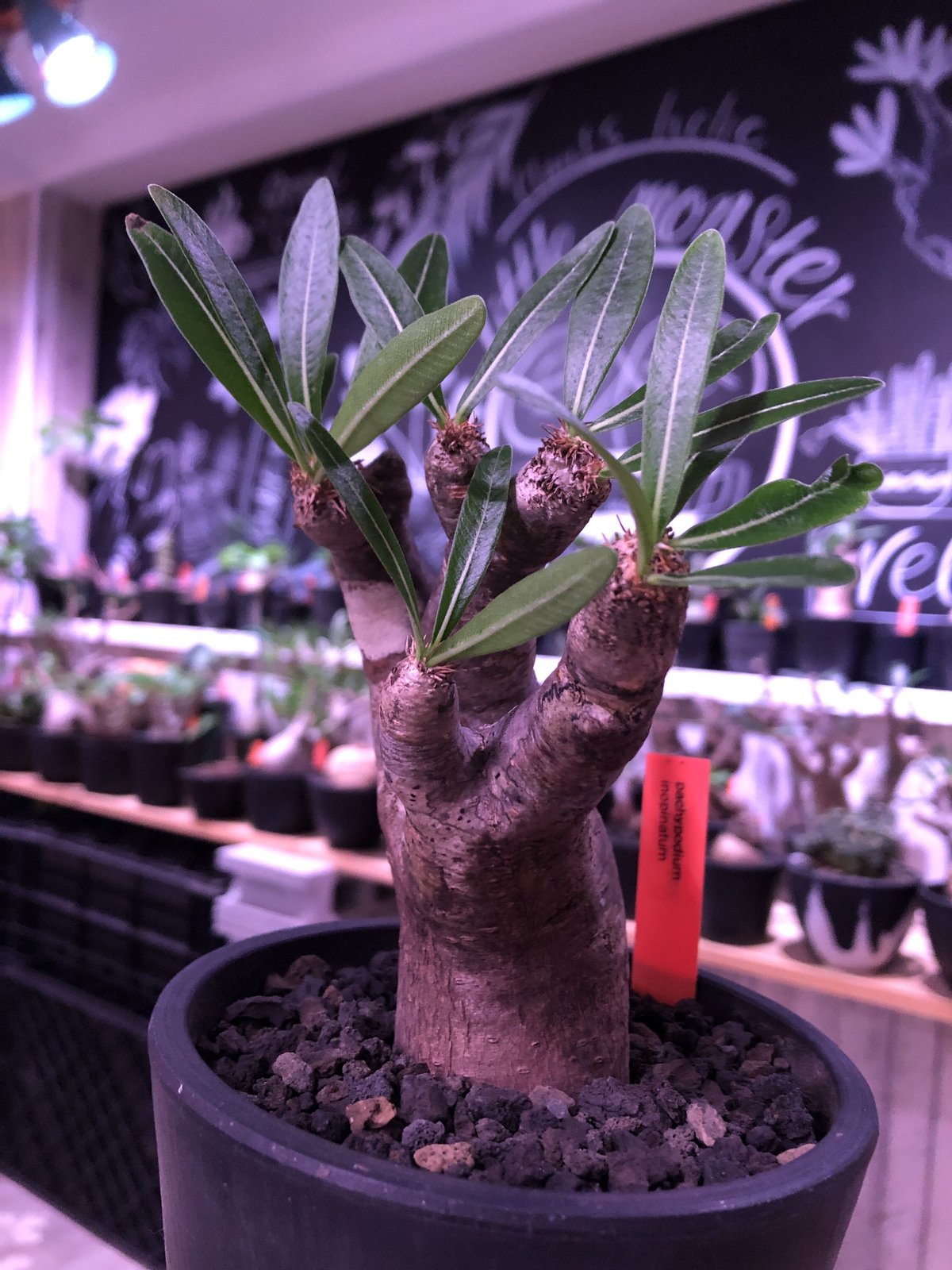 発根済み グラキリス MLサイズ パキポディウム グラキリス (発根済み