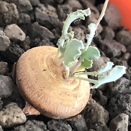 othonna  cacalioides《大きめS size》激希少‼︎現地球発根後店主国内管理6年株※主に実生株の流通の中、大変レアな一株※mad black pot植え