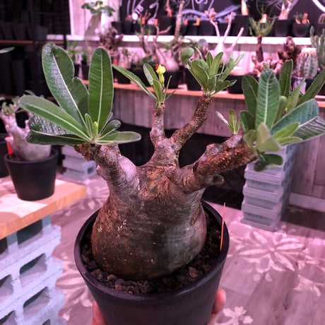 packypodium  gracilius《L size》※現地球発根済株※店主国内管理6年株※ロゼット完成のwild株‼︎特化した表皮カラーが渋くぼってり株元※mad black pot植え