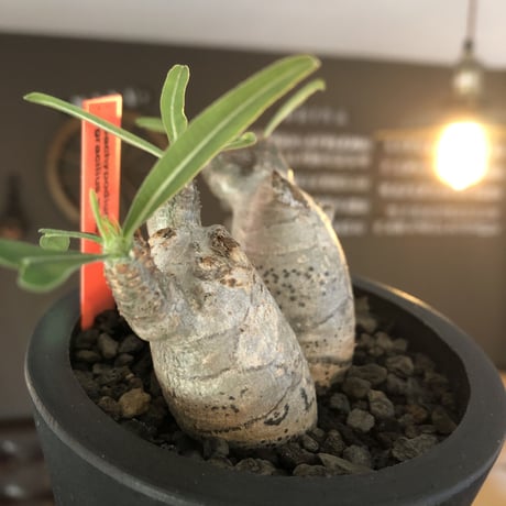 pachypodium gracilius《S size》白肌&W-he'd株※現地球発根後店主国内管理2年株※美しくかわいすぎる一株※mad black pot植え