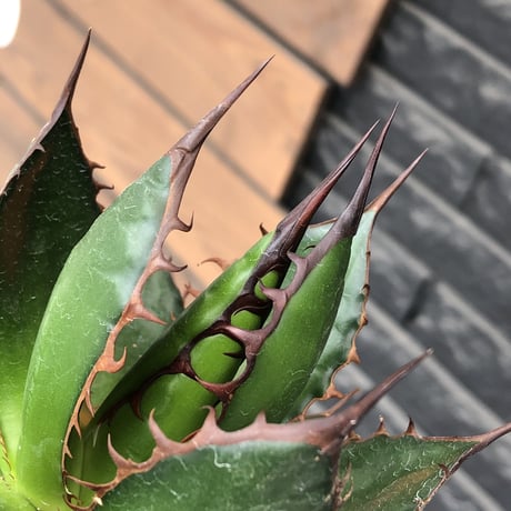 agave  horrida《大きめM size》※発根後店主国内管理2年株※締まり良きbest sizeなホリダ※mad black bowl pot植え
