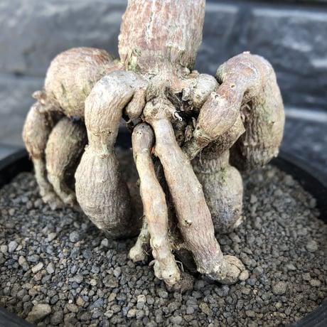 operculicarya decaryi littmon seed🌱  《11年株》※極太選抜株※長きに渡り育て幹のボコボコも強きパワータンクも厳つい一株※mad black pot植え