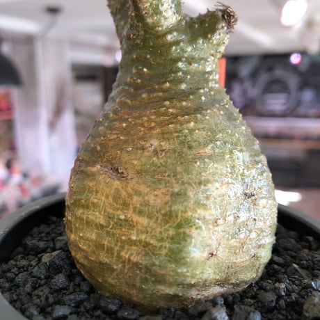 pachypodium gracilius《小さめM size》希少‼︎green肌※現地球発根後店主国内管理3年株※greenとyellowのcontrastが◎※mad black pot植え
