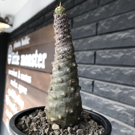 euphorbia   pachypodioides《M size 》※ボコボコ肌の立体的樹形‼︎葉の表がグリーンで葉裏とお花が紫の魅力的な一株※mad black pot植え