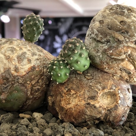 tephrocactus geometricus 《LL size》激希少‼︎※現地球株発根済※実生株＆カキ仔株でないと流通がほぼないため所持率も極めて低き渾身の一株※black bowl pot植え