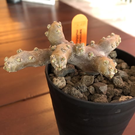 sarcocaulon   multifidum  《size S》