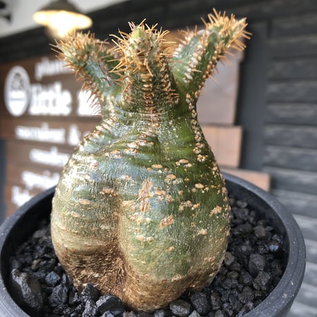 pachypodium  gracilius《M size》希少‼︎green肌ぼってり樹形※現地球発根後店主国内管理2年株※weight低く低重心極短枝な選抜株※mad black pot植え