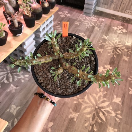 sarcocaulon patersonii《 L size》※今や希少且つ今後輸入厳しい南アフリカ物‼︎gapあるピンク花大輪を咲かす冬型人気者‼︎良枝振り樹形※浅鉢植え