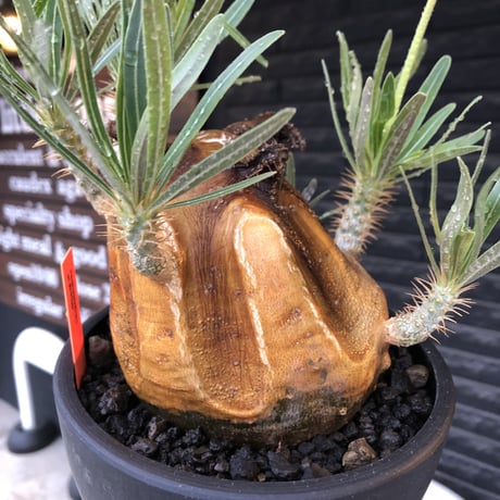 pachypodium gracilius《L size》※現地球株発根済（店主所有株）※360度現地焼け表皮&360度胴吹き枝を持つ唯一無二過ぎる渾身の一株※mad black bowl pot植え