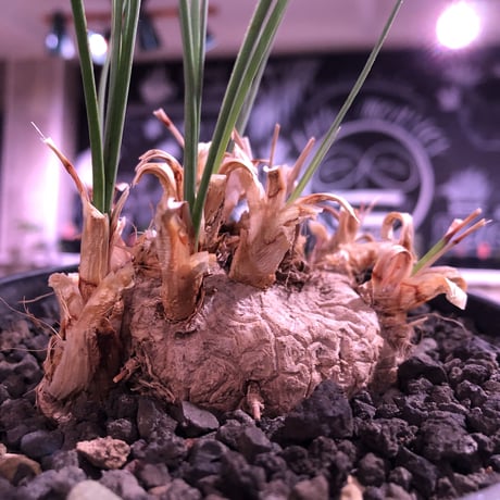 calibanus hookeri（大きめM size）※現地球発根済株※店主国内管理5年株※大変育てやすく地植えも可能な強靭フーケリー‼︎※mad black pot植え