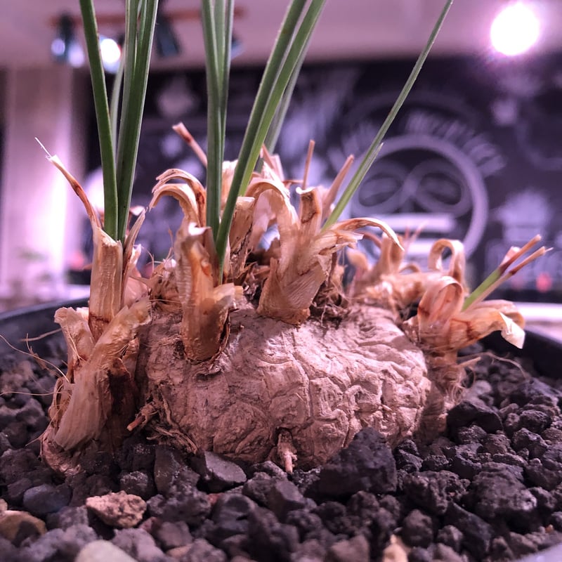 【現地株】カリバナスフーケリー　国内管理５年 現地株】カリバナスフーケリー 国内管理5年