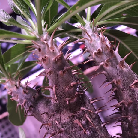 packypodium    cactipes《S size》triple-he'd  三分頭‼︎ 発根済み株