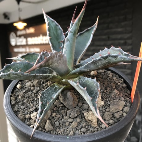 agave montana《M size》※現地球発根後店主国内管理2年株※葉色も深い青さのためblack感あるカッコいい一株※mad black bowl pot植え