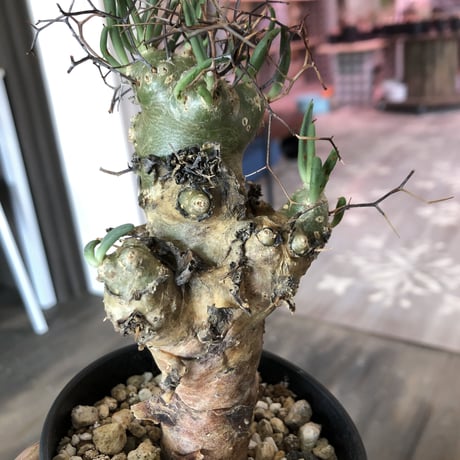 tylecodon  reticulatus《万物想》