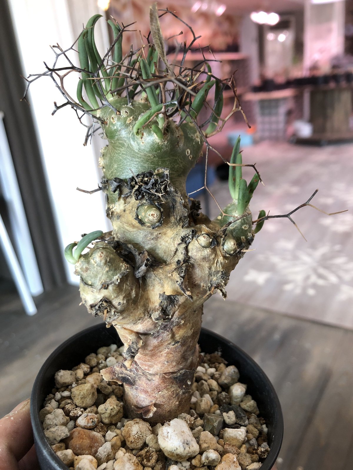 tylecodon reticulatus《万物想》 | plants holic