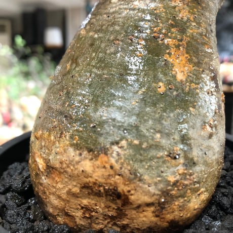 pachypodium gracilius《大きめM size》※現地球株発根済※うっすらgreen肌と生き様感じる株元の傷みも味深く整った樹形の一株‼︎※black pot植え