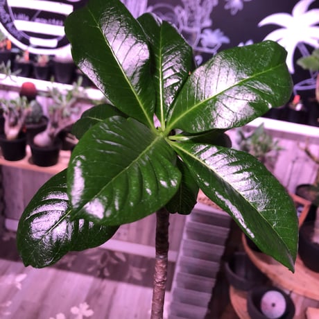packypodium  decaryi 《 L  size》希少size‼︎ ※現地球発根済み　株元から珍しい程枝を出すでっぷり株‼︎※mad black pot植え