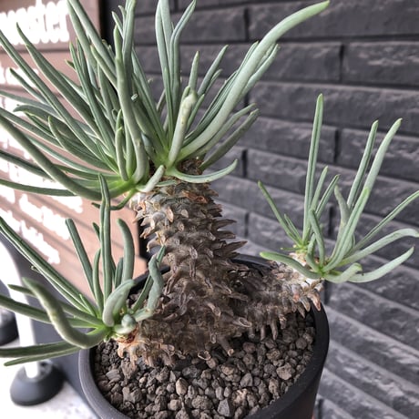 tylecodon  wallichii  和名＝奇峰錦《大きめM size》※現地球発根後店主管理4年株※美しく低重心良樹形balanceな一株※ mad black pot植え