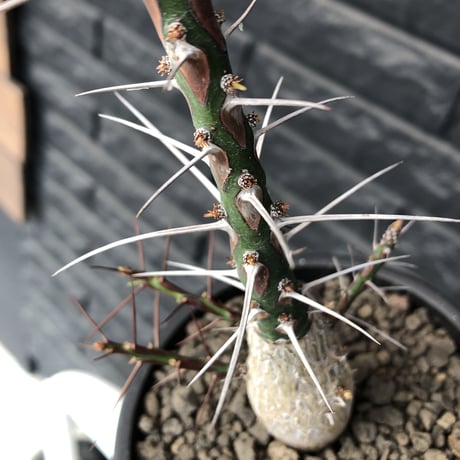 fouquieria  purpusii《L size》激希少大株‼︎※現地球発根済株※店主国内管理7年株※ビッグな壺型の最高品質‼︎昨今流通極少な渾身の一株‼︎※mad black pot植え