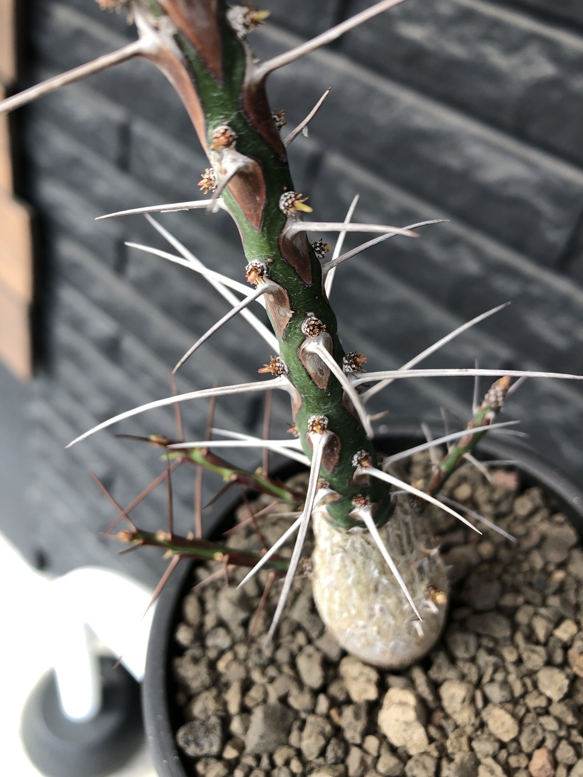 fouquieria purpusii《L size》激希少大株‼︎※現地球発根済株 fouquieria purpusii《L size》激希少大株‼︎※現地球発根済株