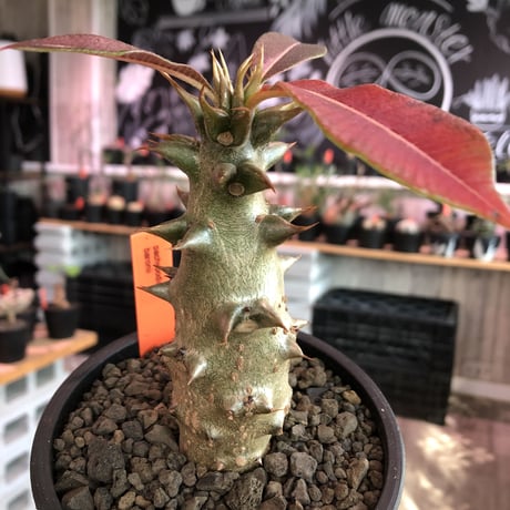 pachypodium  baronii《大きめM size》※激希少‼︎現地球発根済株※現地らしい荒いstuds棘に肌質‼︎weight低めな良樹形株※mad black pot植え