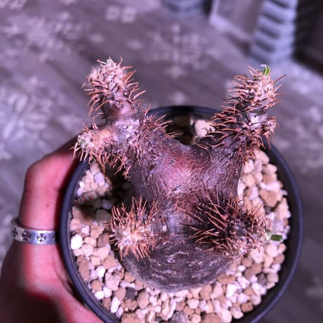 packypodium    gracilius《S S size》現地球 未発根