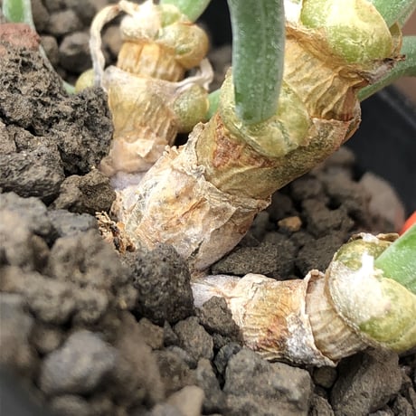 monilaria  pisiformis《大きめS size》※現地球発根後店主国内管理3年株※モニラリア属（激希少最上位種）冬型caudex※mad black pot植え