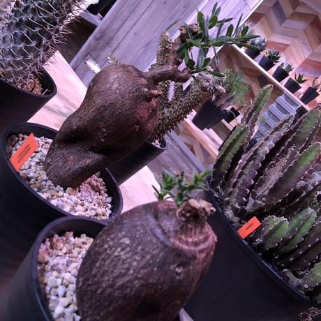 packypodium   bispinosum《M  size》