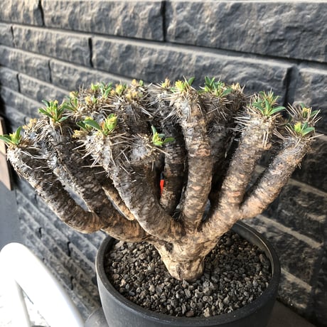 euphorbia  guillauminiana《極太LL size》※現地球発根後店主国内管理7年株※激極太幹&躍動する枝振りが堪らない大株※mad black bowl pot植え