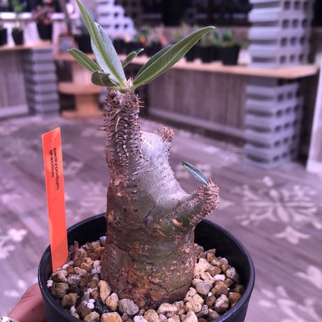 packypodium    cactipes《S size》発根済み株‼︎