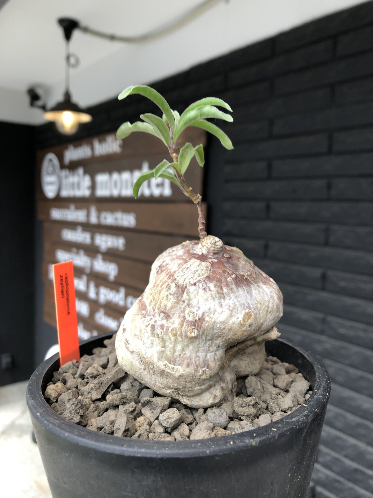 ラフィオナクメベルチナ巨大塊根植物