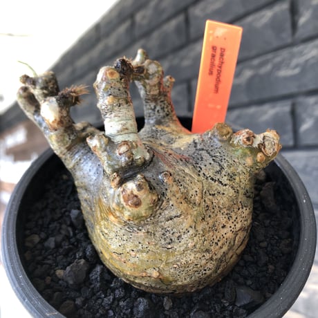 pachypodium gracilius《M size》偏平&短枝良枝振り株※現地球発根後店主国内管理2年株※極めて低重心偏平且つ枝振りも良き一株※mad black pot植え