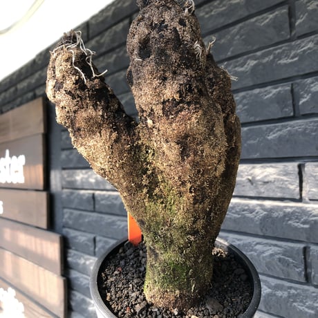 xerophyta trichophylla《S size》※現地球発根後店主国内管理2年株※驚愕強靭株※良balanceな一株※mad black pot植え