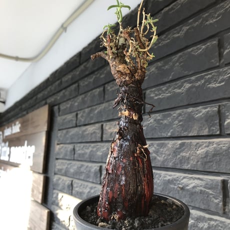 mestoklema tuberosum《L  size》※現地球発根後店主国内管理4年株※より赤肌強き個体となり味深き表皮が堪らなく冬季も動く唯一無二な希少灌木※mad black pot植え