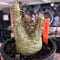 pachypodium gracilius《大きめS size》希少‼︎green肌※現地球発根済株※店主国内管理2年株※ボコボコ立体樹形でwild感強きgreen肌※mad black pot植え