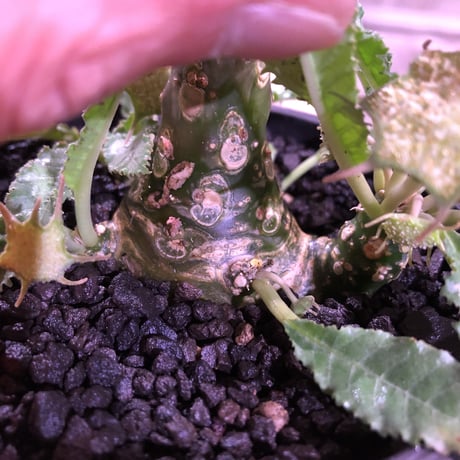dorstenia   lavrani《L size》希少‼︎ でっぷり塊根部&五本の良き枝振り株 ※mad  black  pot植え