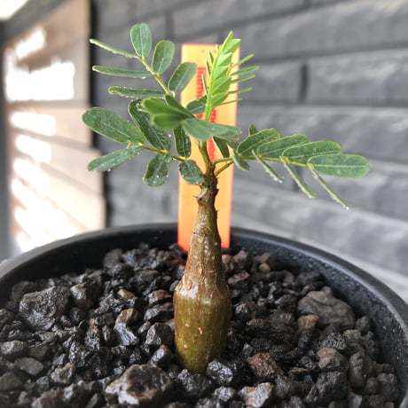 senna  meridionalis《 SS size》littmon seed🌱※小振りながら大切に育てた成長楽しみ可愛いセンナ※mad black pot植え